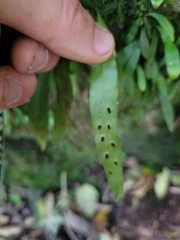 Loxogramme dictyopteris