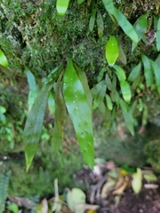 Loxogramme dictyopteris