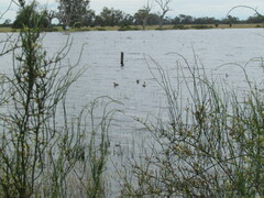 Poliocephalus poliocephalus