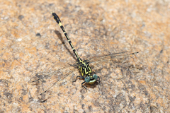 Austrogomphus cornutus