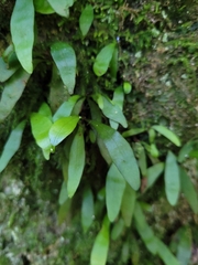 Loxogramme dictyopteris