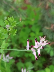 Fumaria capreolata