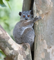 Lepilemur leucopus