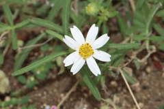 Melampodium cinereum