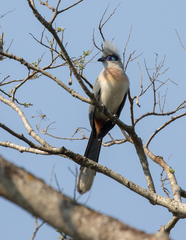 Coua cristata