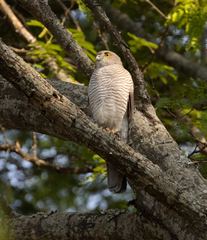 Accipiter francesiae