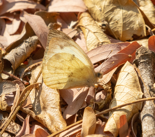 Belenois mabella