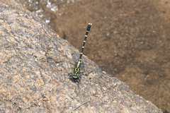 Hemigomphus heteroclytus