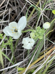 Ornithogalum arabicum