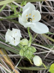 Ornithogalum arabicum