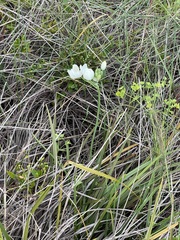 Ornithogalum arabicum