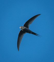 Cypsiurus parvus