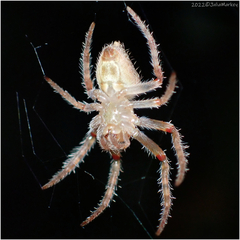 Eriophora edax
