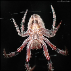 Eriophora edax