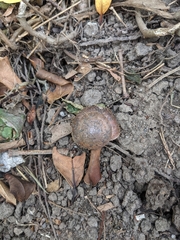 Plectotropis mackensii