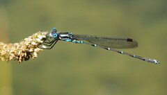 Austrolestes colensonis