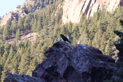 Corvus corax sinuatus