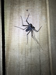 Paraphrynus laevifrons