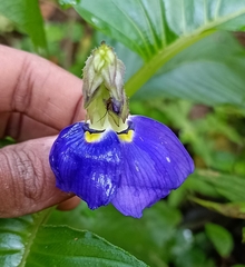 Clitoria ternatea