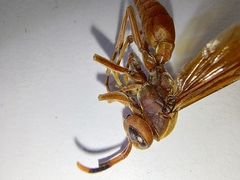 Polistes canadensis