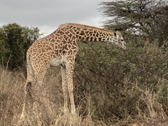 Giraffa camelopardalis tippelskirchi