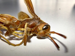 Polistes canadensis