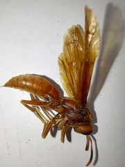 Polistes canadensis