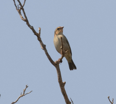 Foudia madagascariensis