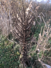 Verbascum pulverulentum
