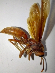 Polistes canadensis