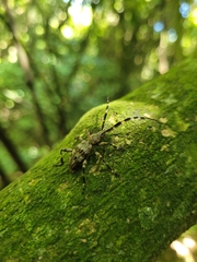 Hexatricha pulverulenta