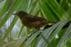 Colluricincla rufogaster