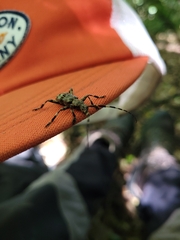 Hexatricha pulverulenta