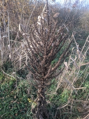 Verbascum pulverulentum