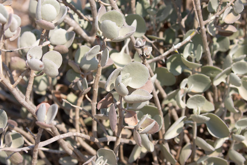 Kalanchoe bracteata, photograph 5
