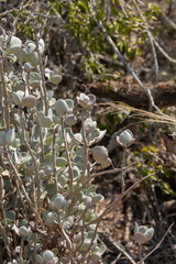 Kalanchoe bracteata image