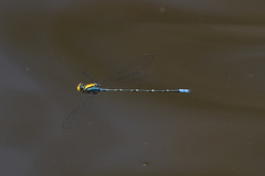 Pseudagrion aureofrons