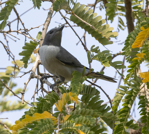 Madagascar Cuckooshrike (Ceblepyris cinereus), photo 9