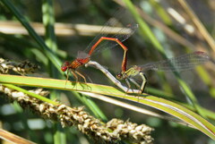 Xanthocnemis zealandica