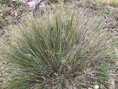 Lomandra effusa