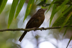 Colluricincla rufogaster