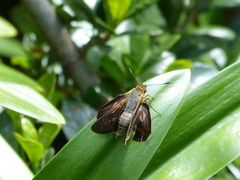 Cephrenes augiades