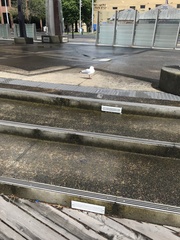 Chroicocephalus novaehollandiae