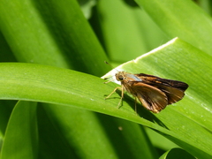 Cephrenes augiades
