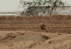 Caracara plancus cheriway