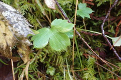 Ranunculus uncinatus