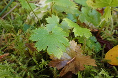 Boykinia occidentalis