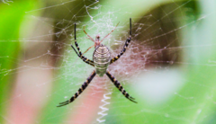 Argiope trifasciata