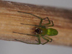 Viridictyna kikkawai