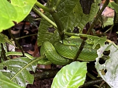 Bothriechis lateralis